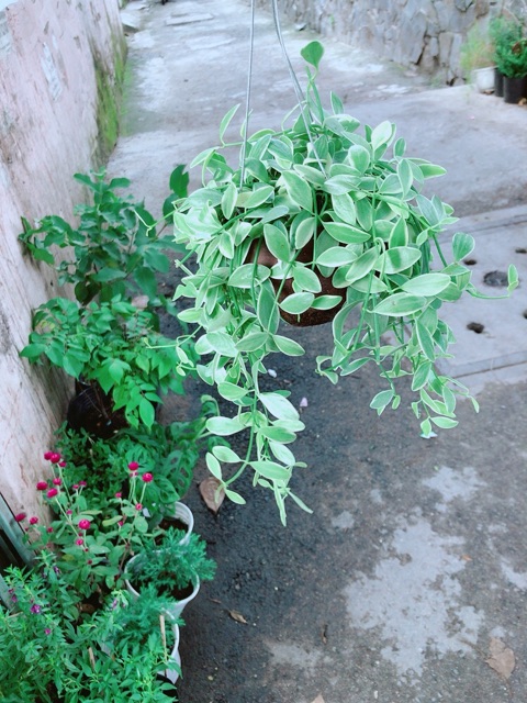 Chậu Cây Hạt Dưa