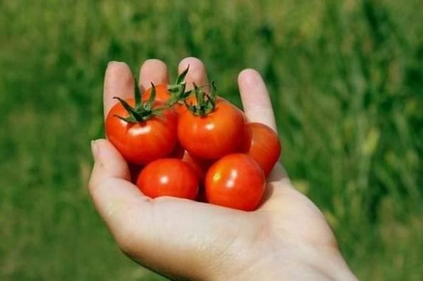 🍅Hạt Giống Cà Chua Bi🍅 (Tỉ Lể Nảy Mầm Cao, Siêu Ngọt Thơm) - 1gr/gói