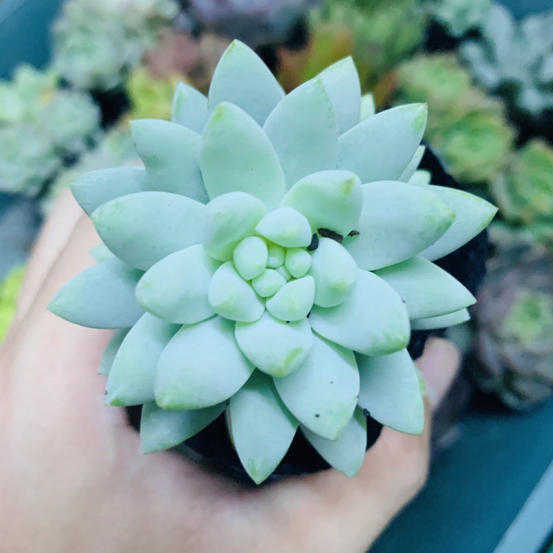 SEN ĐÁ CHUỖI NGỌC LAM SIZE BÉ LỖI 1 ĐỔI 1