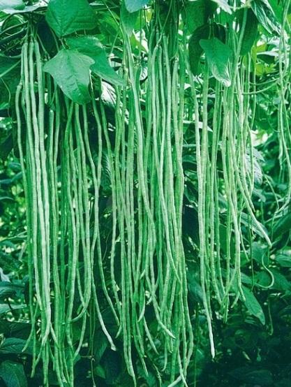 Hạt giống Đậu đũa xanh hạt đậu
