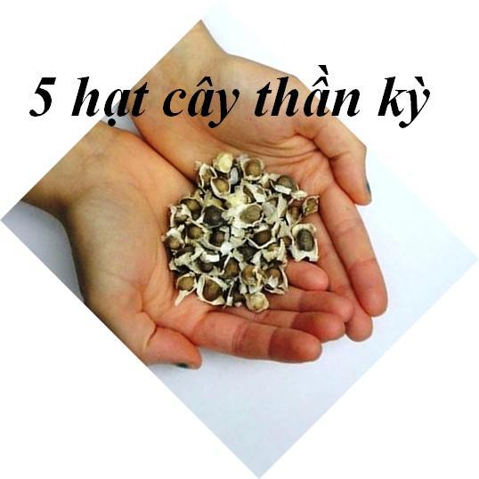 5 hạt cây thần kỳ