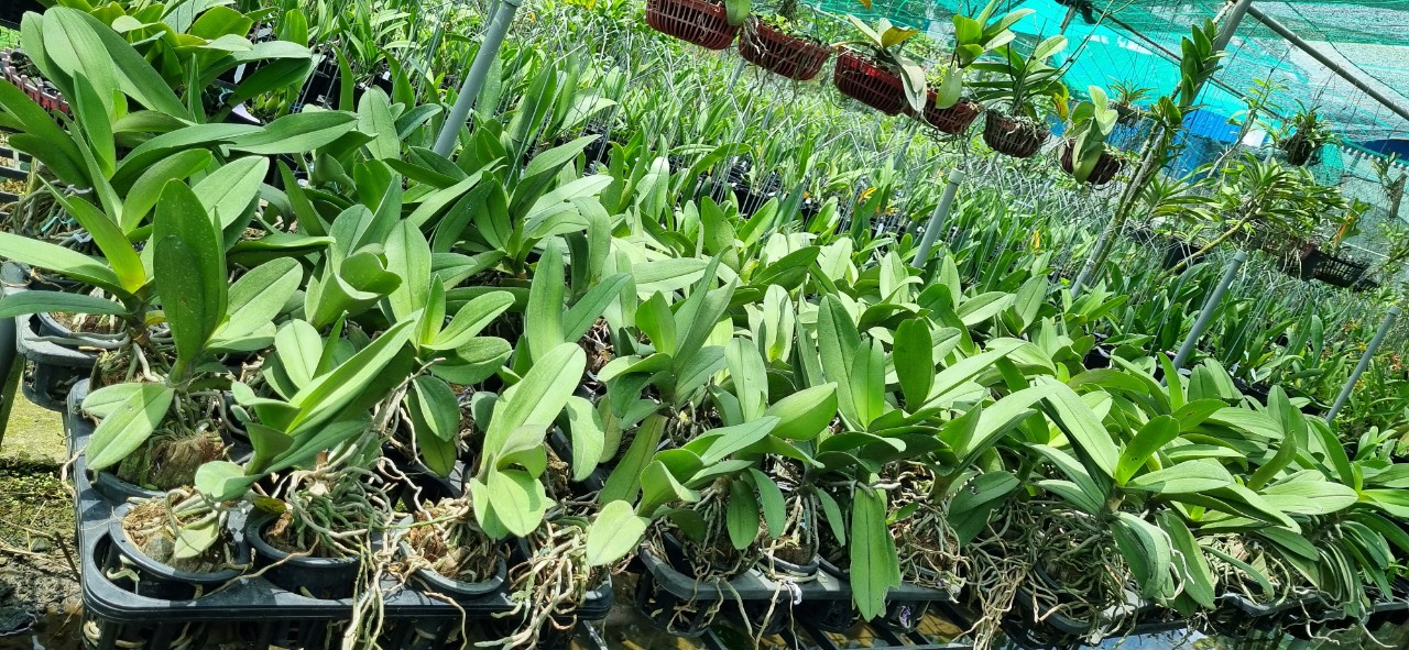 HOA LAN HỒ ĐIỆP DORITAN