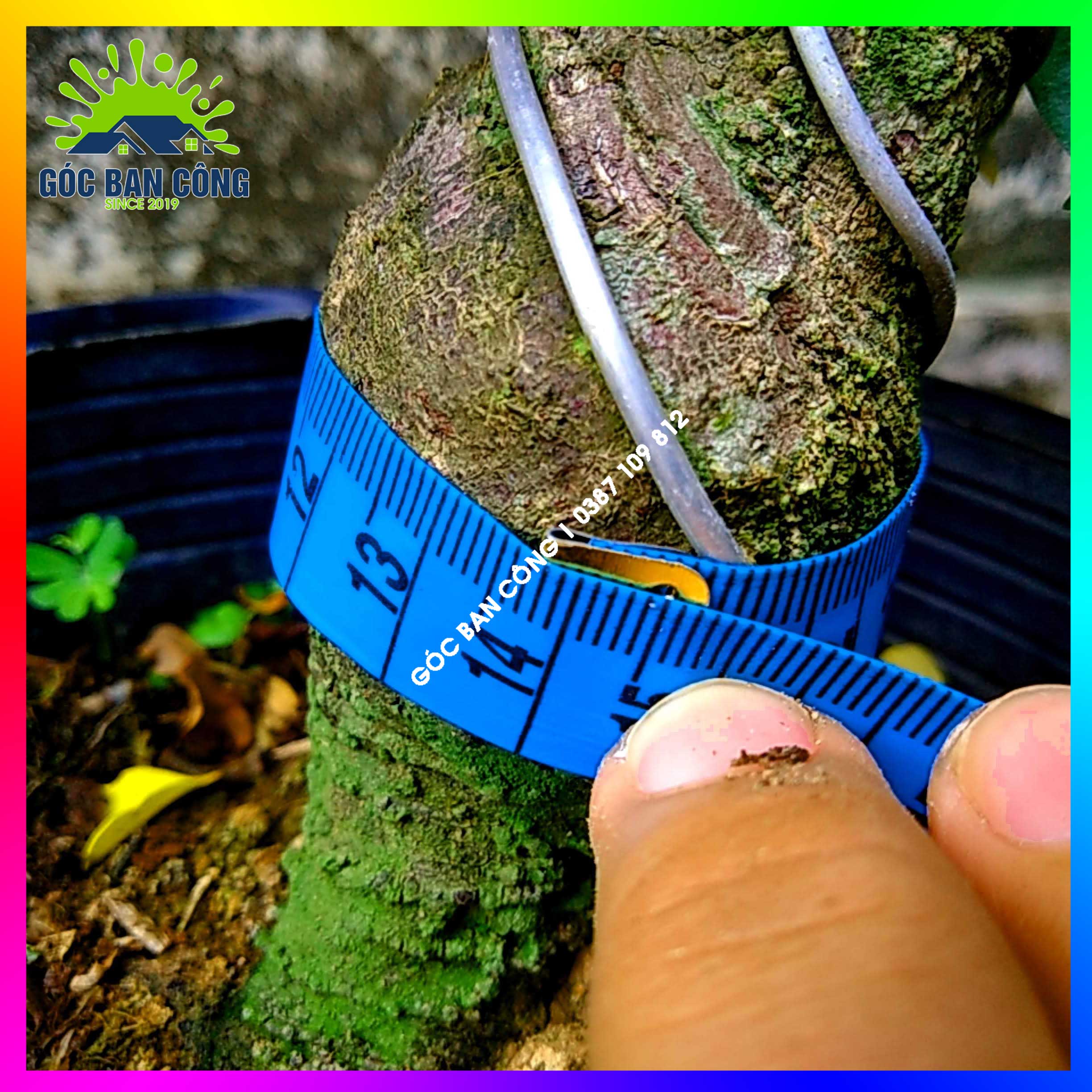 Cây Khế Bonsai Mini Gốc Quái - KBS05
