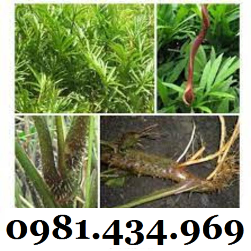 Cây xạ đen giống chính hiệu Hoà Bình