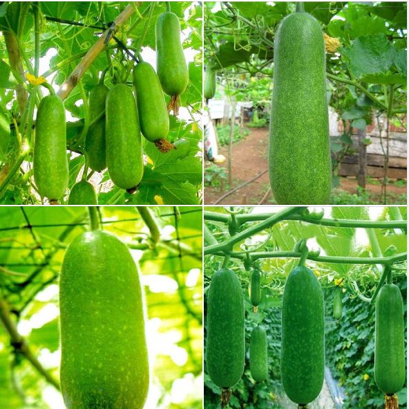 COMBO 5 gói hạt giống bí đao chanh F1 - ( TẶNG gói kích thích hỗ trợ hạt nảy mầm)