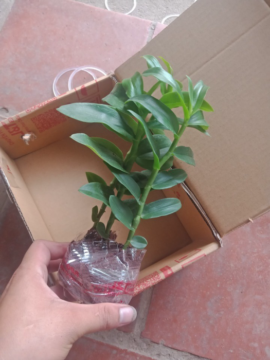 lan phi điệp 5 cánh trắng Phú Thọ cây giống