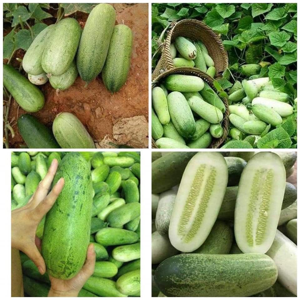 Hạt giống dưa chuột mèo Thái Lan/gói 10 hạt