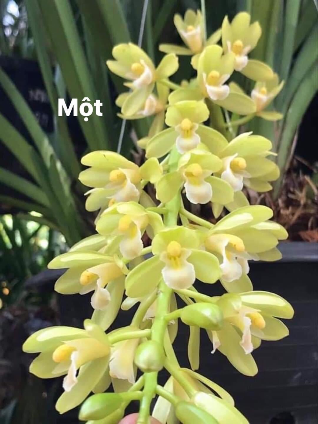 Hoa Lan kiếm Thái(1 cây)