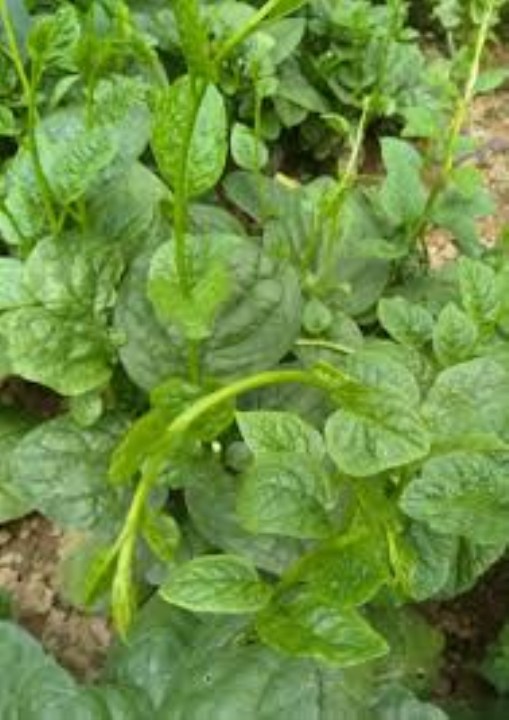 hạt giốnrau mùng tơi 10 gram