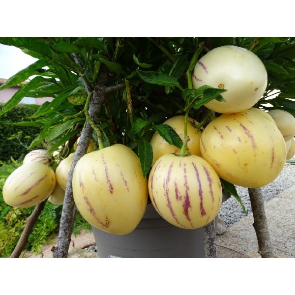 #Hạt Giống Dưa Pepino