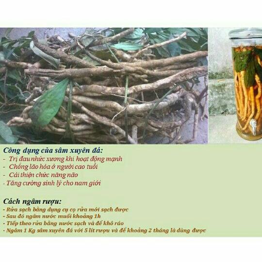1kg sâm xuyên đá tươi