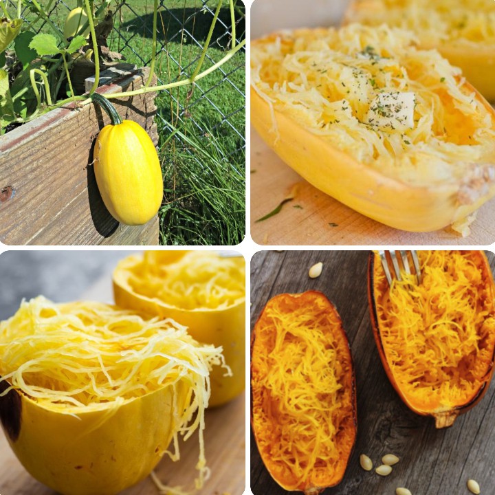 Hạt giống Bí Sợi Mì Ý Spaghetti