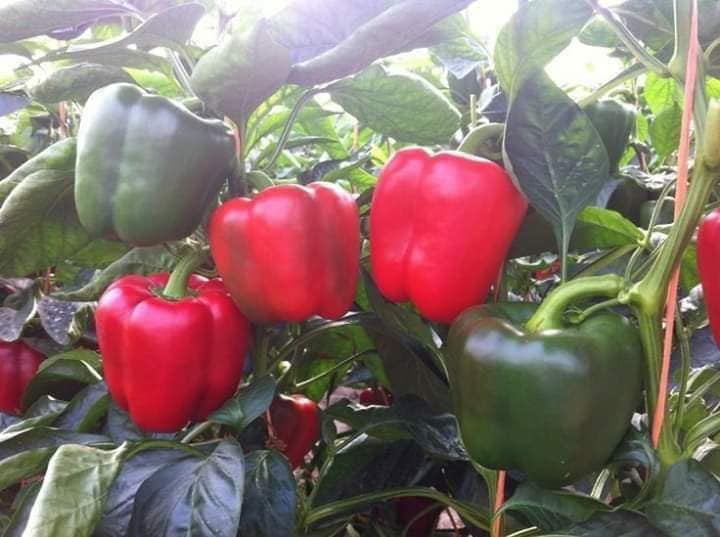 Hạt giống Ớt chuông (Gói 40 hạt)