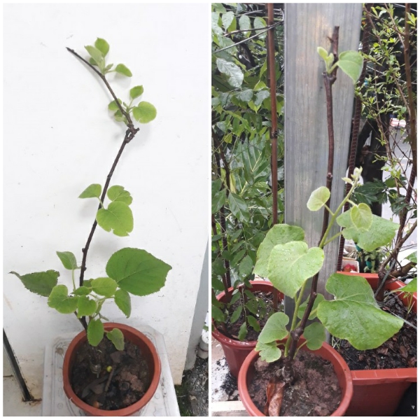 Cây giống KIWI RUỘT VÀNG.