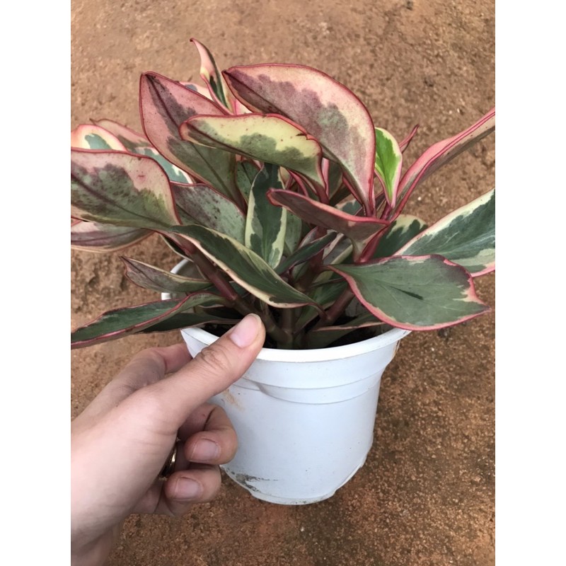 Trường sinh cẩm thạch đỏ - Peperomia obtusifolia var