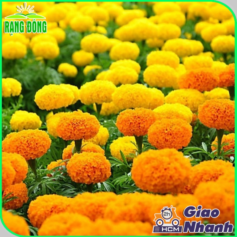 Hạt Giống Hoa Vạn Thọ Cao Nhiều Màu - Hạt giống Rạng Đông