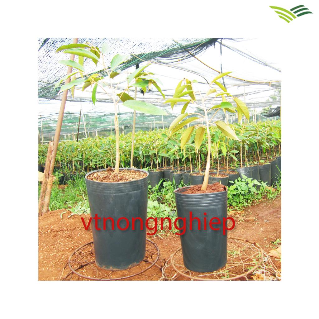50 plastic basin C17 17x14x24 planting ươm tree