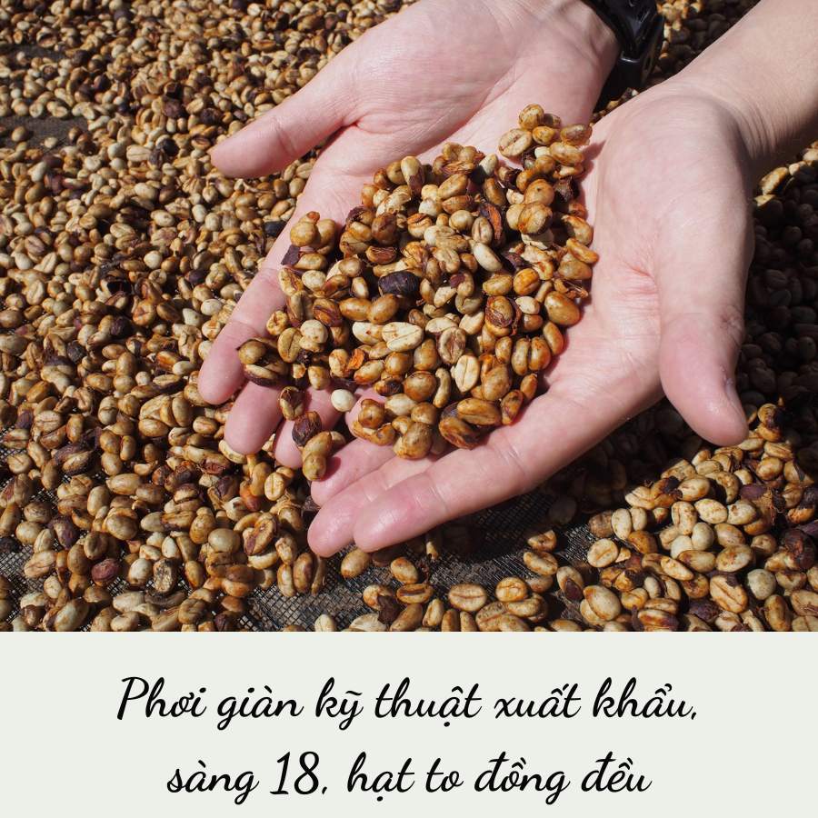 Cà Phê Espresso  (Blend Robusta Honey & Arabica) Nguyên Chất Rang Mộc 100% Cafe Pha Máy 250g