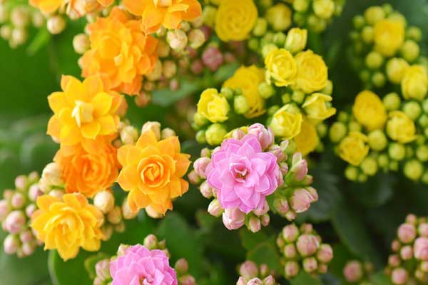 Hạt giống hoa sống đời mix ( tặng phân bón kích mầm ) .