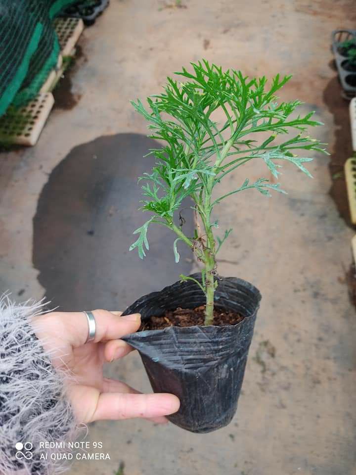 Cúc họa mi thân gỗ combo 5 cây 2 màu 100k