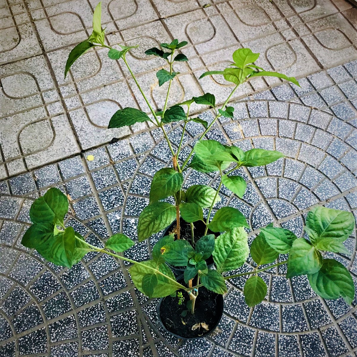 Cây trà tiên cao 40-50cm nhiều nhánh rất thơm