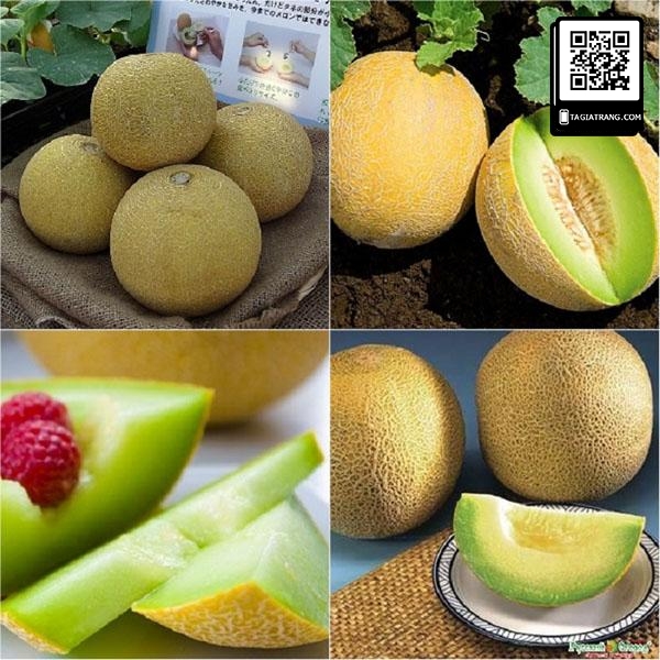 Hạt giống dưa lưới vàng