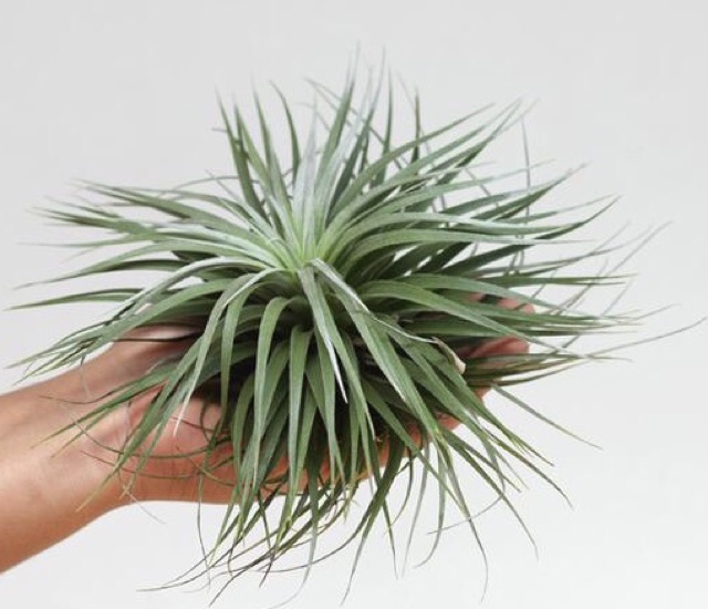 Cây Không Khí Tillandsia Houston