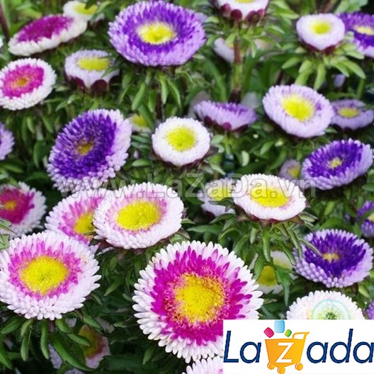200.HẠT Hạt Giống Hoa Cúc Nhật PomPom Mix (| -KD: B25*V15)