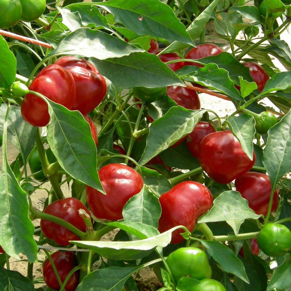 Hạt giống Ớt Bí Ngô Cherry F1