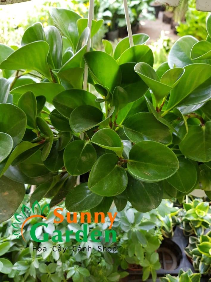 Cây trường sinh - cây phong thủy chậu treo