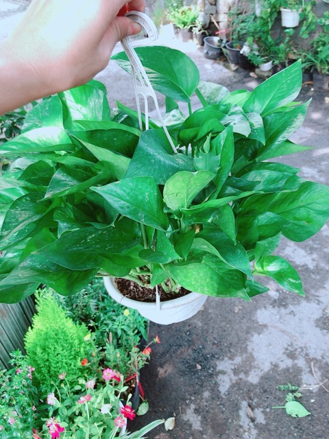 Trầu Bà Thái Xanh Size Lớn