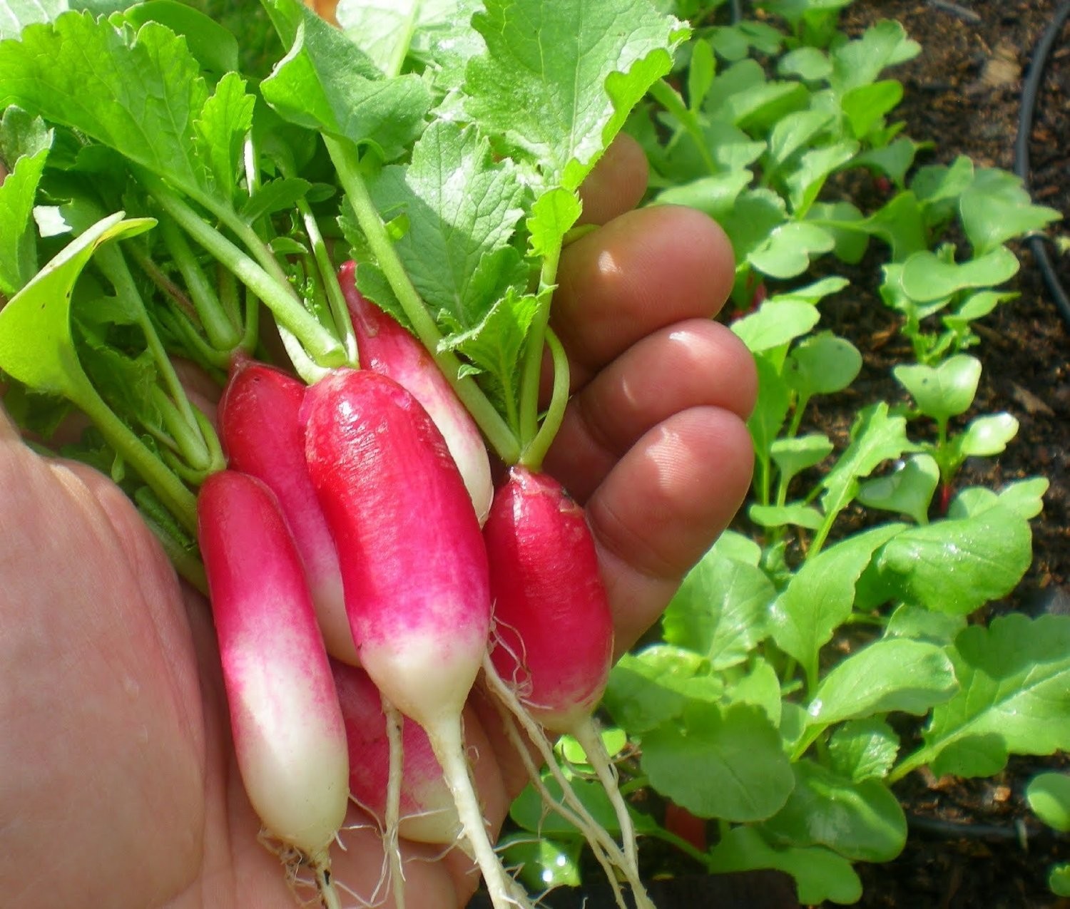 Hạt giống củ cải dài đỏ - Gói 2gram