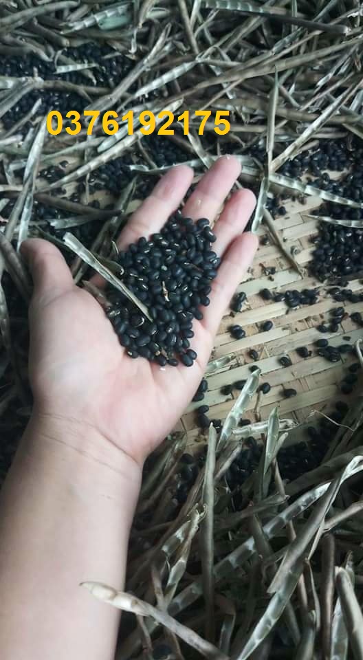 Đậu đen xanh lòng nhà trồng ( 1kg)
