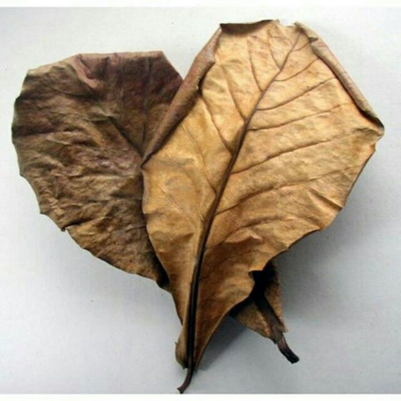 10 lá bàng khô- lọc bể cá cảnh.