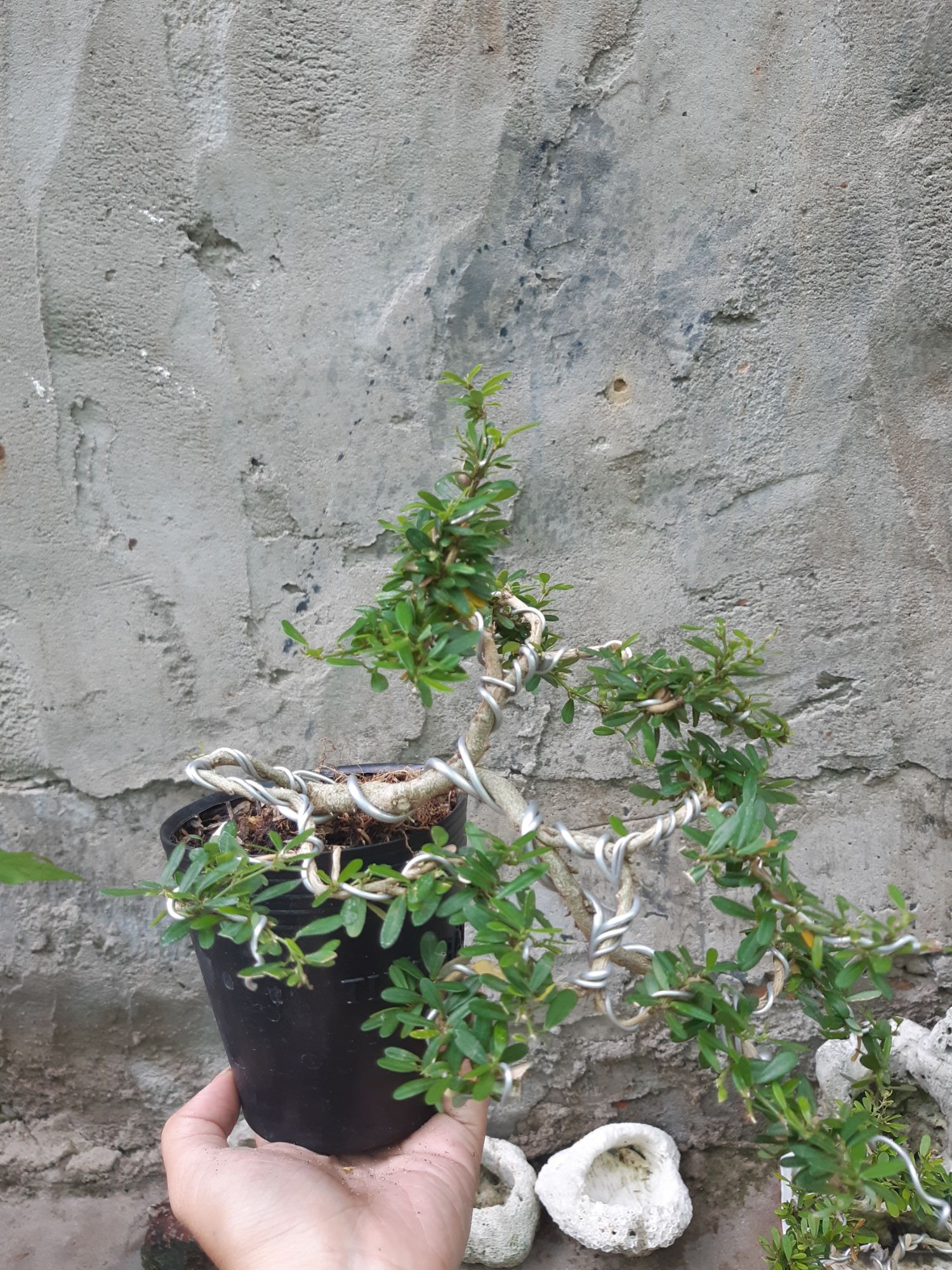 linh sam bonsai mini