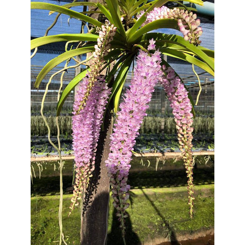 Combo các loại hoa phong lan rừng dễ trồng dễ chăm sóc - 1 khóm