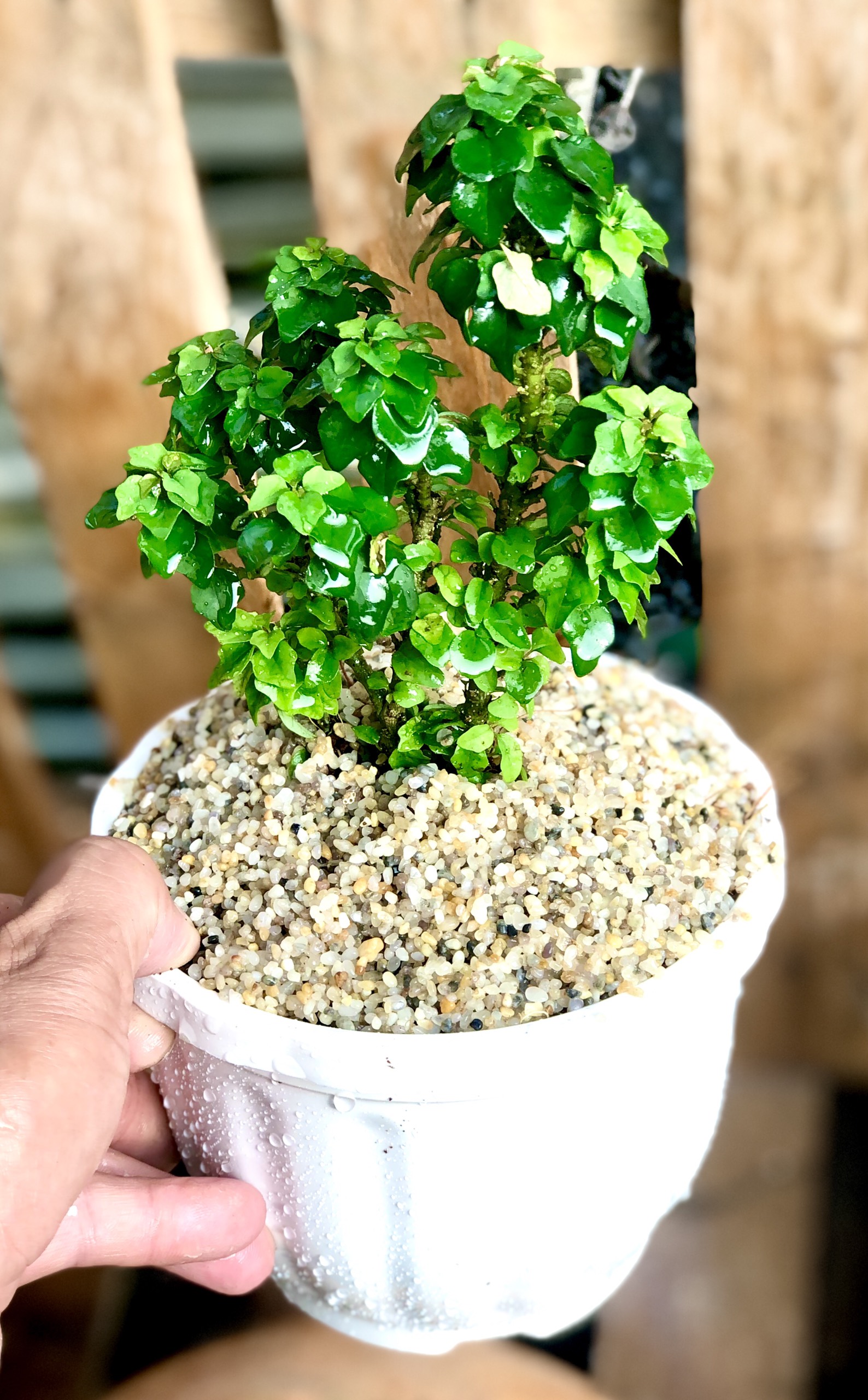 Chậu cây Tu Hú