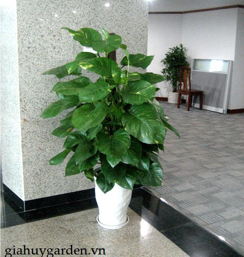CHẬU CÂY VẠN NIÊN THANH LEO