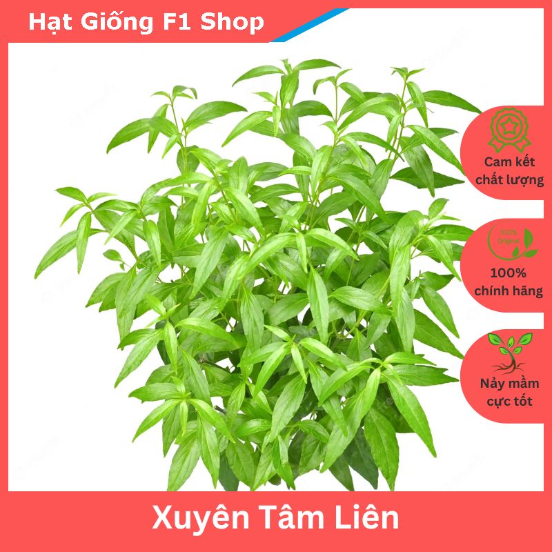 Hạt Giống Xuyên Tâm Liên Thảo Dược