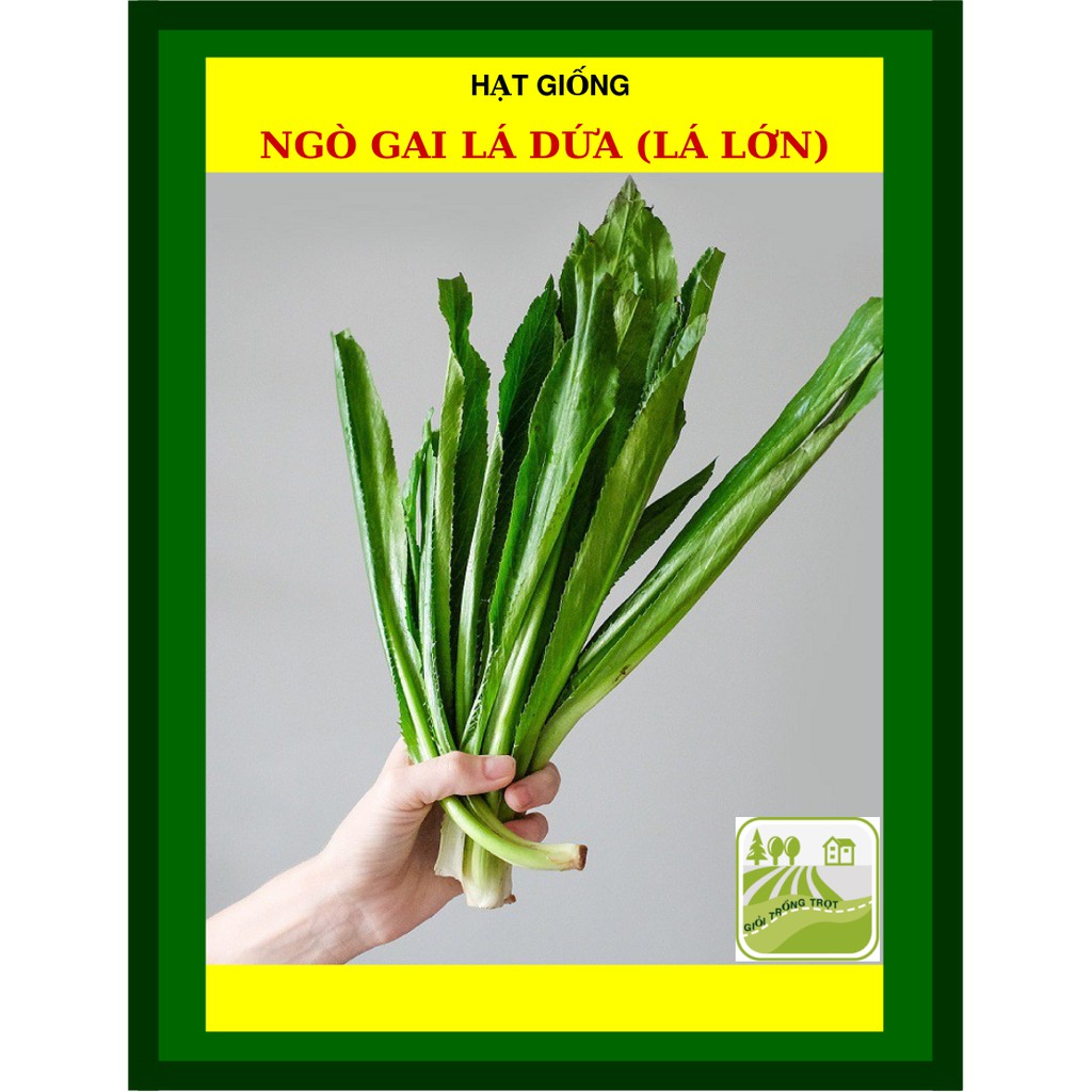 20G - Hạt Giống Ngò Gai Lá Lớn (Rau Mùi Tàu)