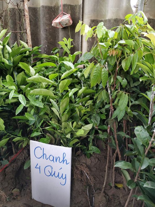 Combo 2 cây giống chanh tứ quí