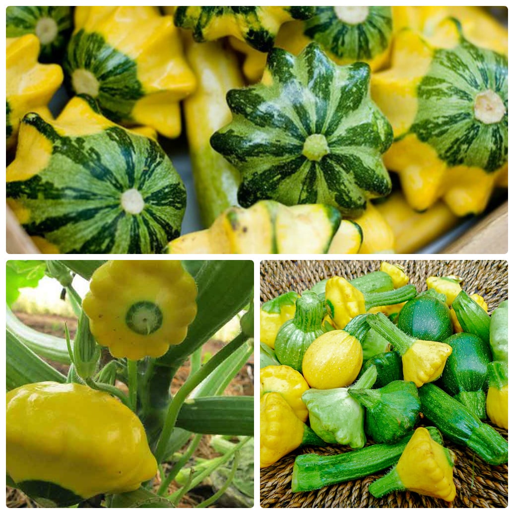 Hạt giống bí đĩa bay nhiều màu - bí đĩa bay Mix VTS89 | Vạn Tín Store