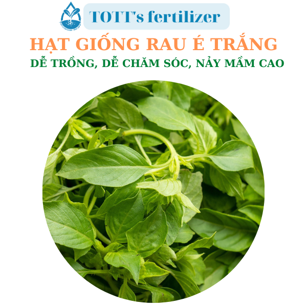 Hạt giống Rau é trắng dễ nảy mầm dễ trồng TOTT's fertilizer