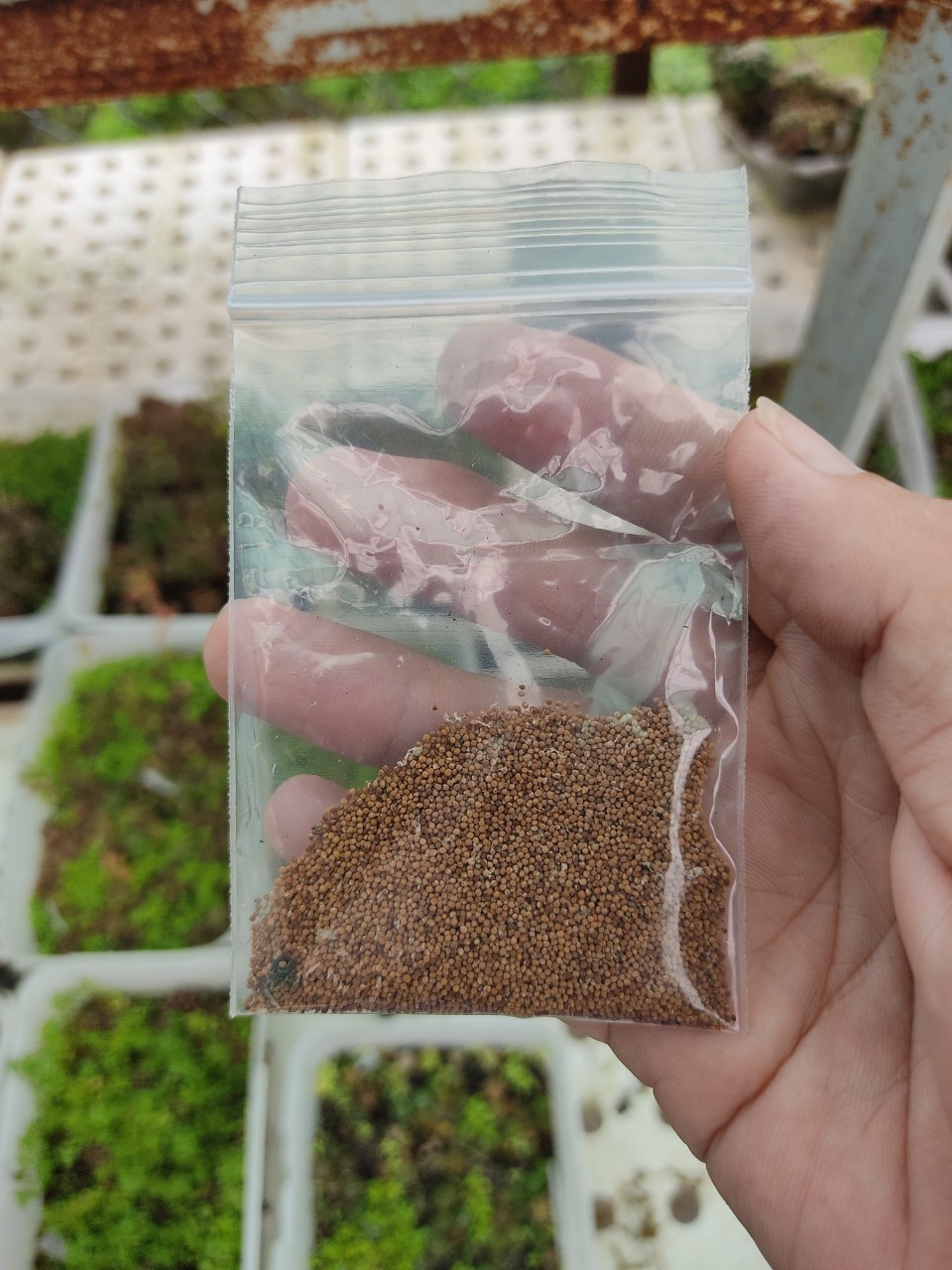 Hạt giống xương rồng ASTER - ASTRO (150 hạt)
