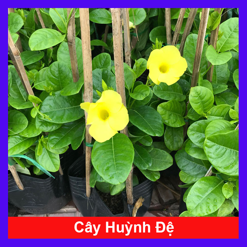 Cây Huỳnh Đệ (Cây leo) - Cây cảnh sân vườn