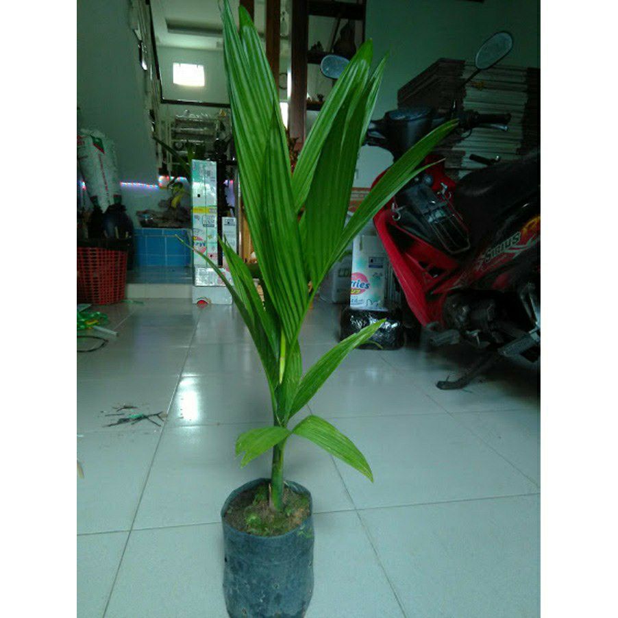 Cây cau ta giống ( cây cao 40 CM)
