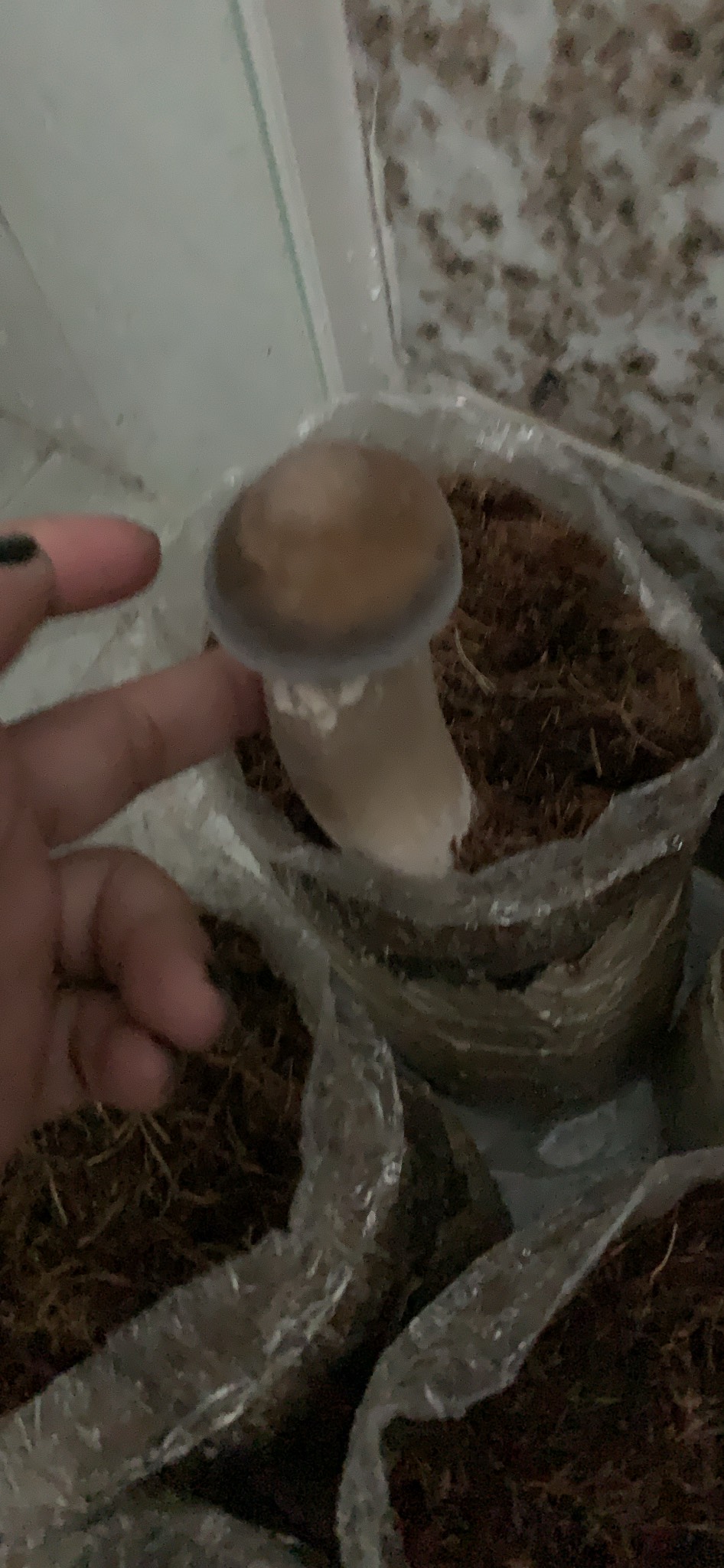 Combo: Phôi Nấm Mối Đen (01 kiện hàng 8 bịch )&Có kèm Sơ Dừa Đủ Trồng