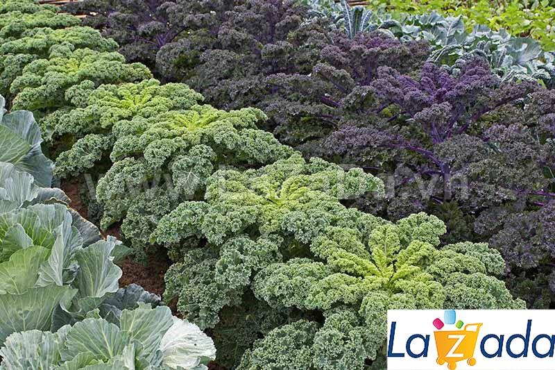 5GR 1000.HẠT Hạt Giống Cải Xoăn Kale Crazy Mix (| B19*W55)