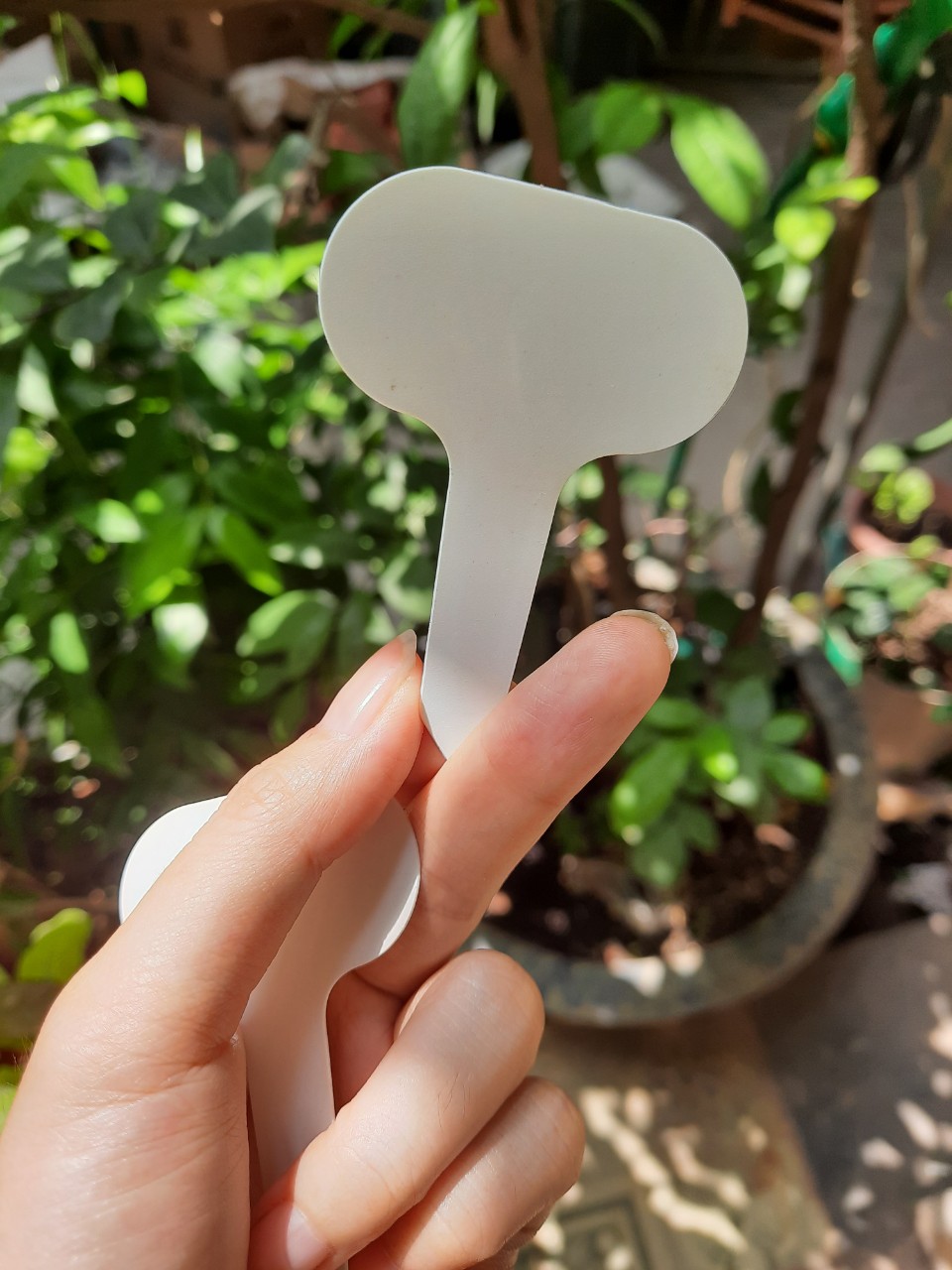100 Thẻ cắm ghi tên cây màu trắng