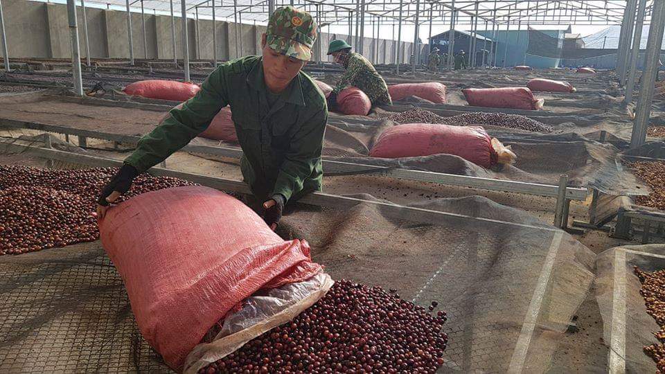 Combo 1kg Cà phê Robusta Honey DakMark - Cà phê nguyên chất (Tặng Phin Nhôm)
